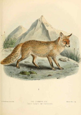 Reproducción/Reproduction 5988405492: Dogs, jackals, wolves, and foxes London R.H. Porter 1890 
