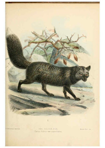 Reproducción/Reproduction 5988405808: Dogs, jackals, wolves, and foxes London R.H. Porter 1890 