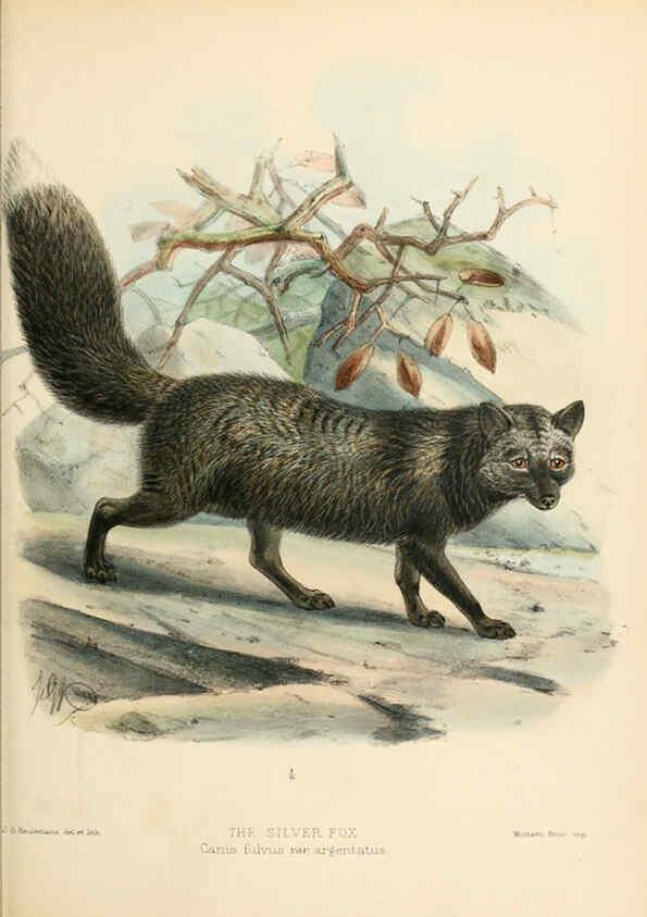 Reproducción/Reproduction 5988405808: Dogs, jackals, wolves, and foxes London R.H. Porter 1890 