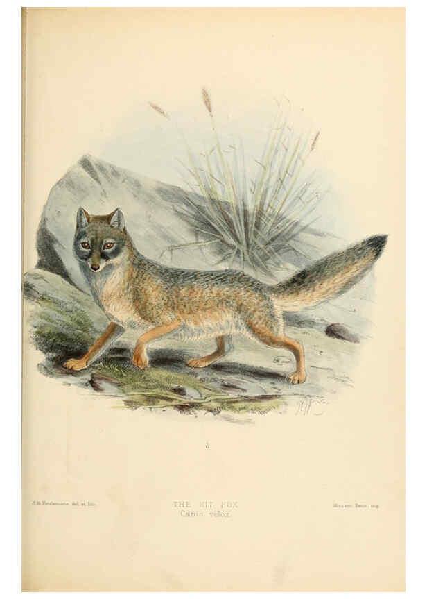 Reproducción/Reproduction 5987842387: Dogs, jackals, wolves, and foxes London R.H. Porter 1890 