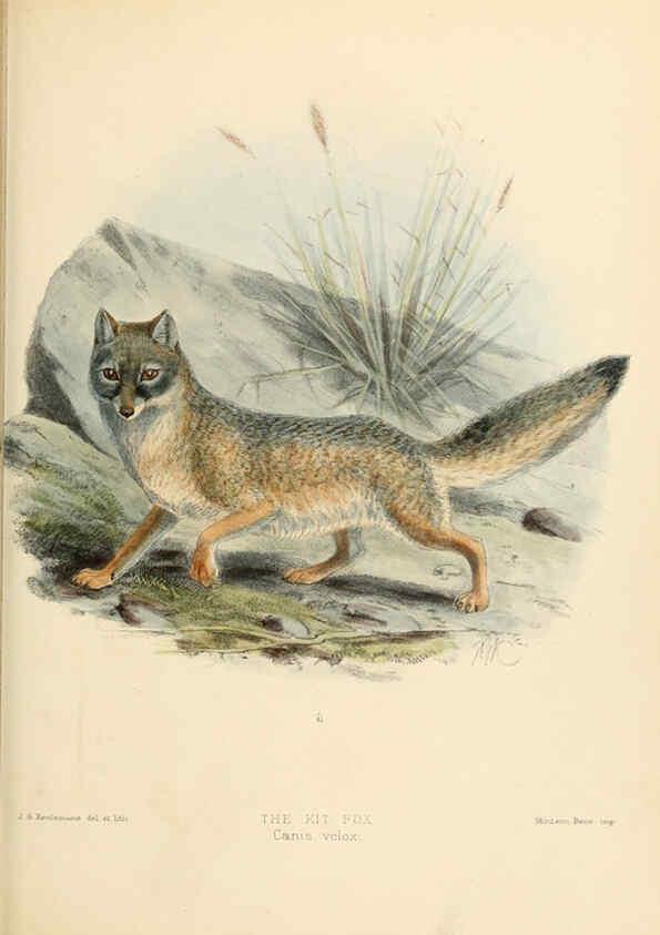 Reproducción/Reproduction 5987842387: Dogs, jackals, wolves, and foxes London R.H. Porter 1890 