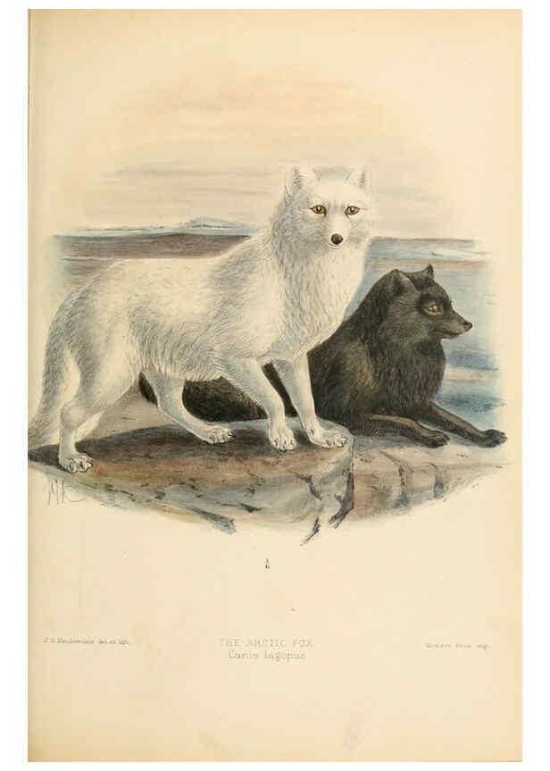 Reproducción/Reproduction 5988406324: Dogs, jackals, wolves, and foxes London R.H. Porter 1890 