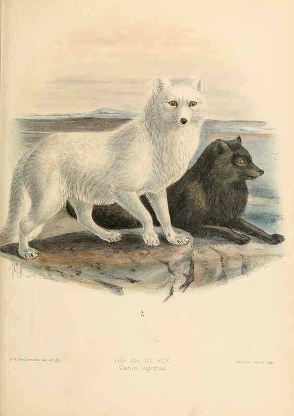 Reproducción/Reproduction 5988406324: Dogs, jackals, wolves, and foxes London R.H. Porter 1890 
