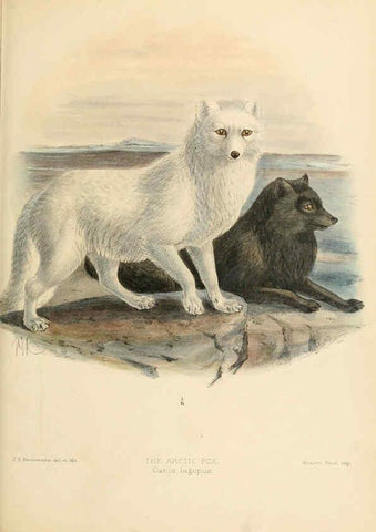 Reproducción/Reproduction 5988406324: Dogs, jackals, wolves, and foxes London R.H. Porter 1890 
