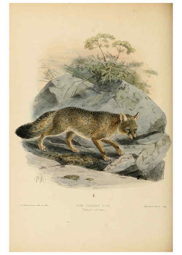 Reproducción/Reproduction 5987843005: Dogs, jackals, wolves, and foxes London R.H. Porter 1890 