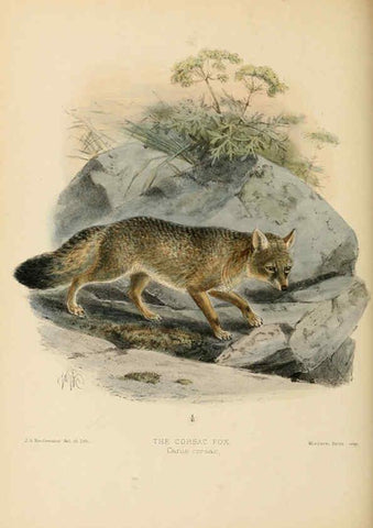 Reproducción/Reproduction 5987843005: Dogs, jackals, wolves, and foxes London R.H. Porter 1890 