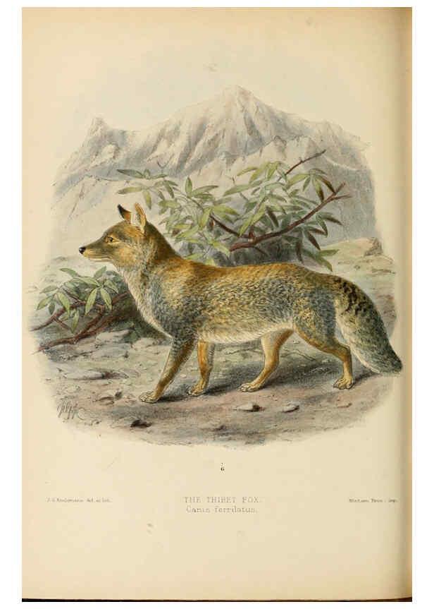 Reproducción/Reproduction 5987843227: Dogs, jackals, wolves, and foxes London R.H. Porter 1890 
