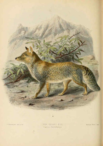 Reproducción/Reproduction 5987843227: Dogs, jackals, wolves, and foxes London R.H. Porter 1890 