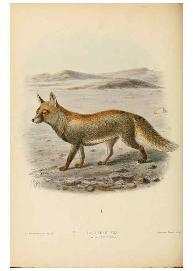 Reproducción/Reproduction 5988407128: Dogs, jackals, wolves, and foxes London R.H. Porter 1890 
