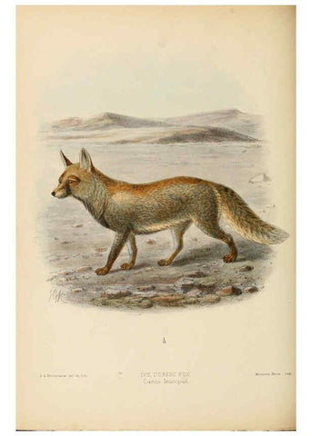Reproducción/Reproduction 5988407128: Dogs, jackals, wolves, and foxes London R.H. Porter 1890 