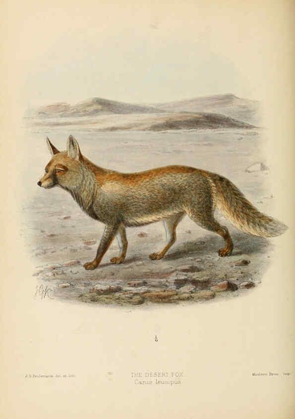 Reproducción/Reproduction 5988407128: Dogs, jackals, wolves, and foxes London R.H. Porter 1890 