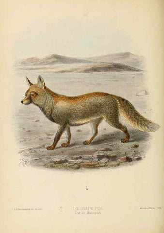 Reproducción/Reproduction 5988407128: Dogs, jackals, wolves, and foxes London R.H. Porter 1890 