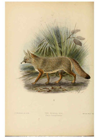 Reproducción/Reproduction 5987843743: Dogs, jackals, wolves, and foxes London R.H. Porter 1890 