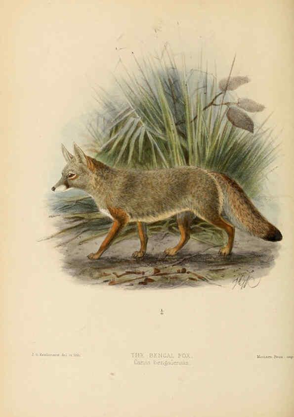Reproducción/Reproduction 5987843743: Dogs, jackals, wolves, and foxes London R.H. Porter 1890 