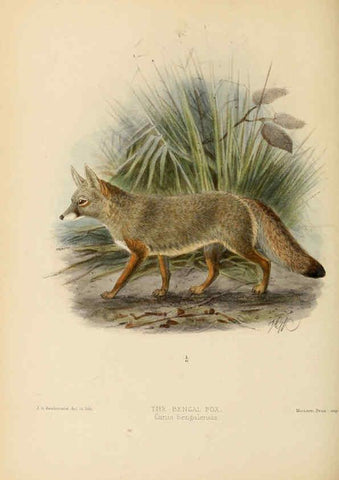Reproducción/Reproduction 5987843743: Dogs, jackals, wolves, and foxes London R.H. Porter 1890 