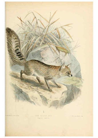 Reproducción/Reproduction 5988407552: Dogs, jackals, wolves, and foxes London R.H. Porter 1890 