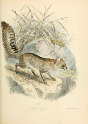Reproducción/Reproduction 5988407552: Dogs, jackals, wolves, and foxes London R.H. Porter 1890 