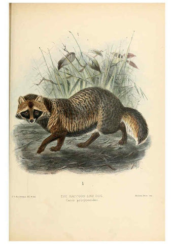 Reproducción/Reproduction 5988407790: Dogs, jackals, wolves, and foxes London R.H. Porter 1890 