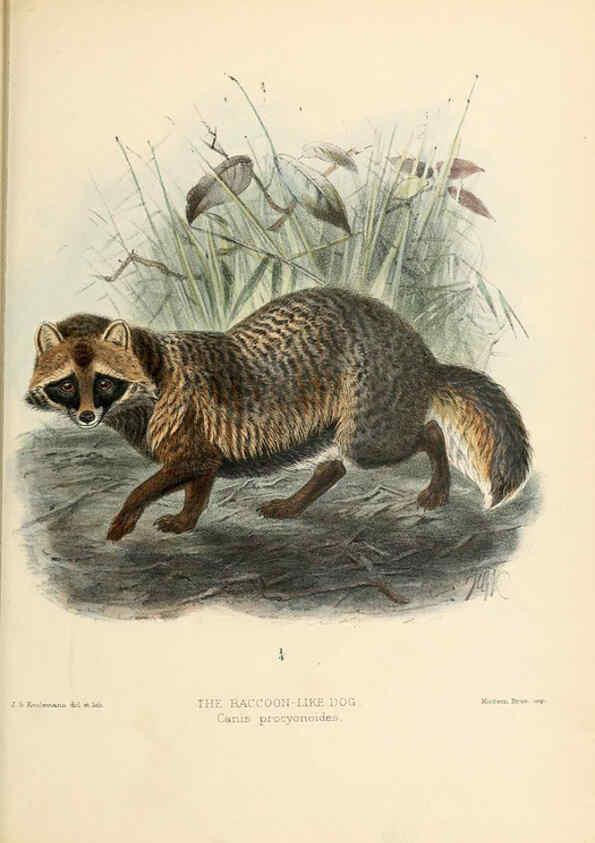 Reproducción/Reproduction 5988407790: Dogs, jackals, wolves, and foxes London R.H. Porter 1890 