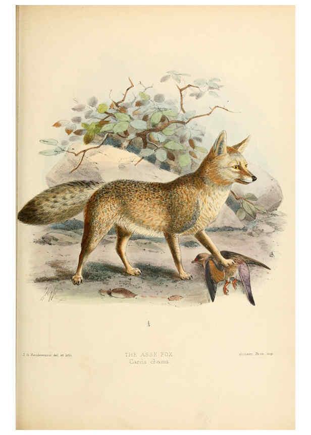 Reproducción/Reproduction 5987844361: Dogs, jackals, wolves, and foxes London R.H. Porter 1890 