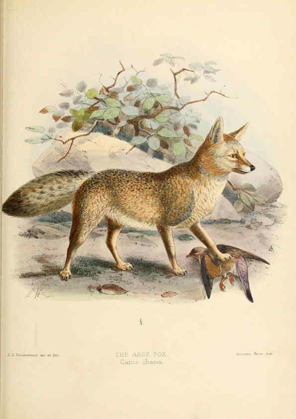 Reproducción/Reproduction 5987844361: Dogs, jackals, wolves, and foxes London R.H. Porter 1890 