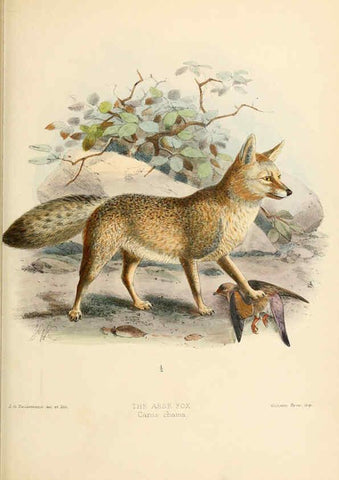 Reproducción/Reproduction 5987844361: Dogs, jackals, wolves, and foxes London R.H. Porter 1890 
