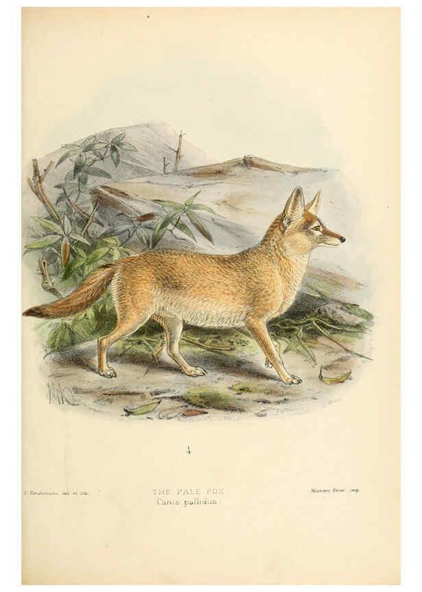 Reproducción/Reproduction 5987844603: Dogs, jackals, wolves, and foxes London R.H. Porter 1890 