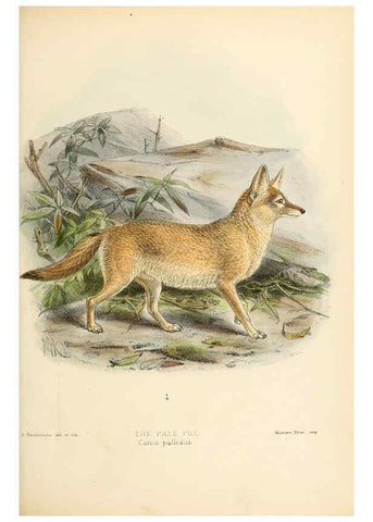Reproducción/Reproduction 5987844603: Dogs, jackals, wolves, and foxes London R.H. Porter 1890 