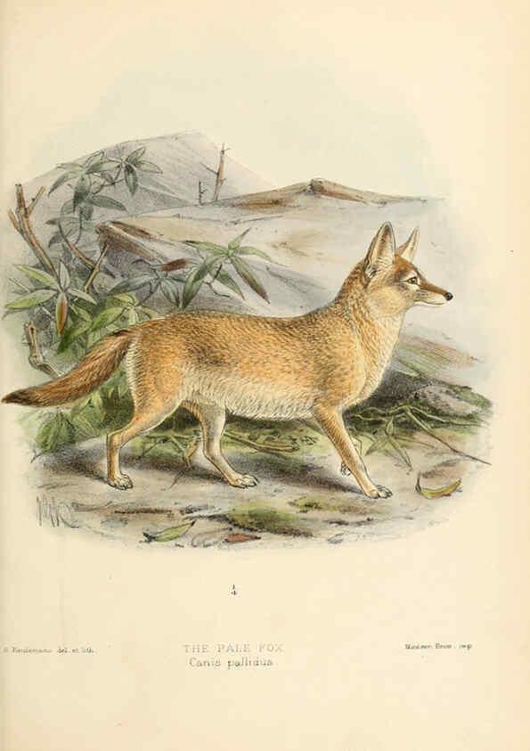 Reproducción/Reproduction 5987844603: Dogs, jackals, wolves, and foxes London R.H. Porter 1890 