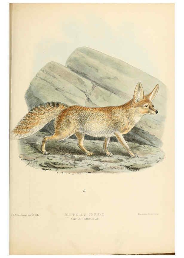 Reproducción/Reproduction 5987844853: Dogs, jackals, wolves, and foxes London R.H. Porter 1890 