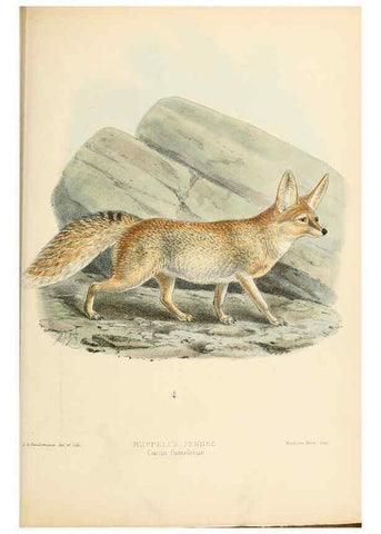 Reproducción/Reproduction 5987844853: Dogs, jackals, wolves, and foxes London R.H. Porter 1890 