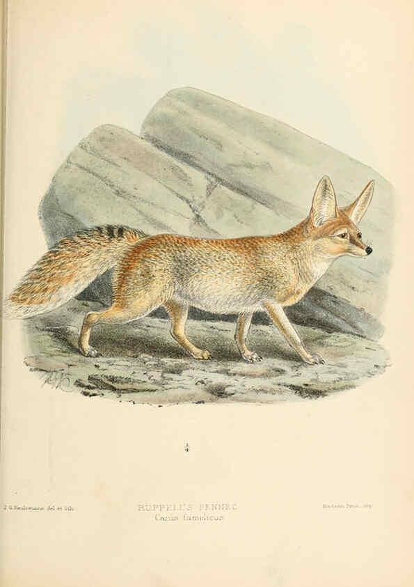 Reproducción/Reproduction 5987844853: Dogs, jackals, wolves, and foxes London R.H. Porter 1890 