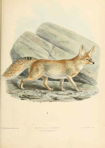 Reproducción/Reproduction 5987844853: Dogs, jackals, wolves, and foxes London R.H. Porter 1890 