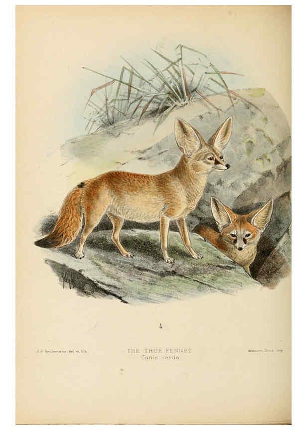 Reproducción/Reproduction 5987845087: Dogs, jackals, wolves, and foxes London R.H. Porter 1890 