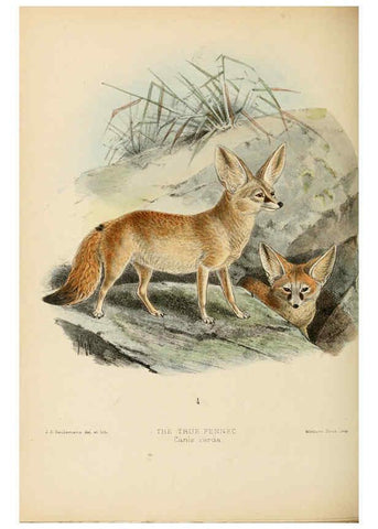 Reproducción/Reproduction 5987845087: Dogs, jackals, wolves, and foxes London R.H. Porter 1890 