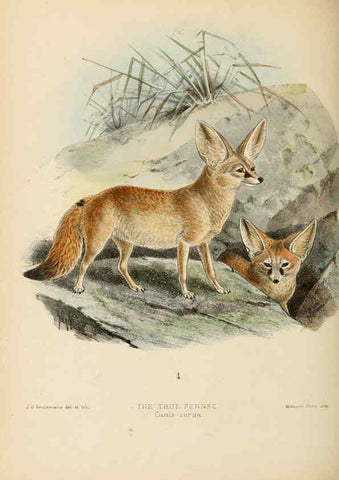 Reproducción/Reproduction 5987845087: Dogs, jackals, wolves, and foxes London R.H. Porter 1890 