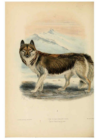 Reproducción/Reproduction 5988409384: Dogs, jackals, wolves, and foxes London R.H. Porter 1890 