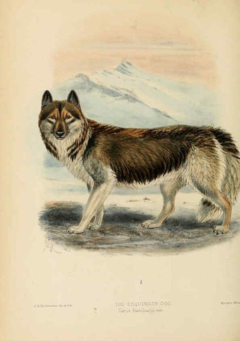 Reproducción/Reproduction 5988409384: Dogs, jackals, wolves, and foxes London R.H. Porter 1890 