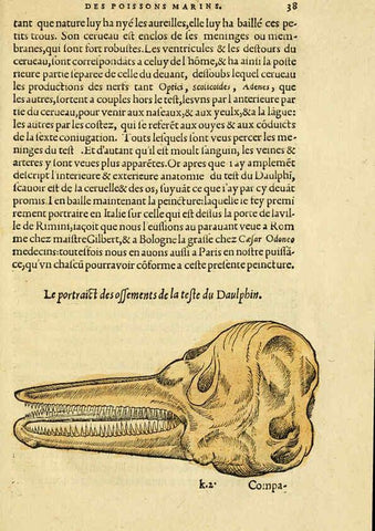 Reproducción/Reproduction 5998392673: L'histoire naturelle des estranges poissons marins A Paris :De l'imprimerie de Regnaud Chaudiere,1551