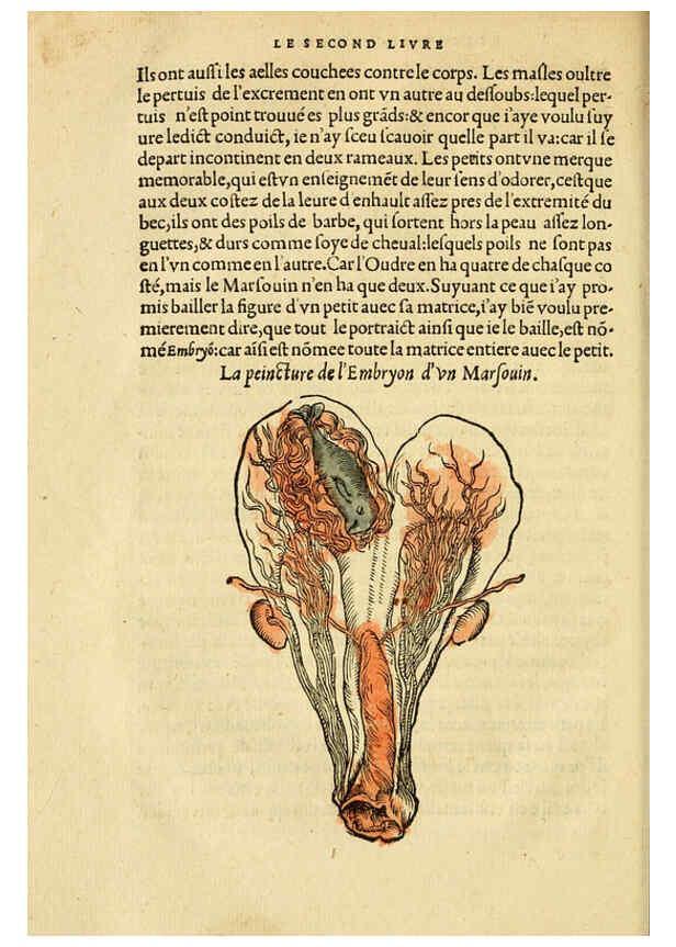 Reproducción/Reproduction 5998392937: L'histoire naturelle des estranges poissons marins A Paris :De l'imprimerie de Regnaud Chaudiere,1551