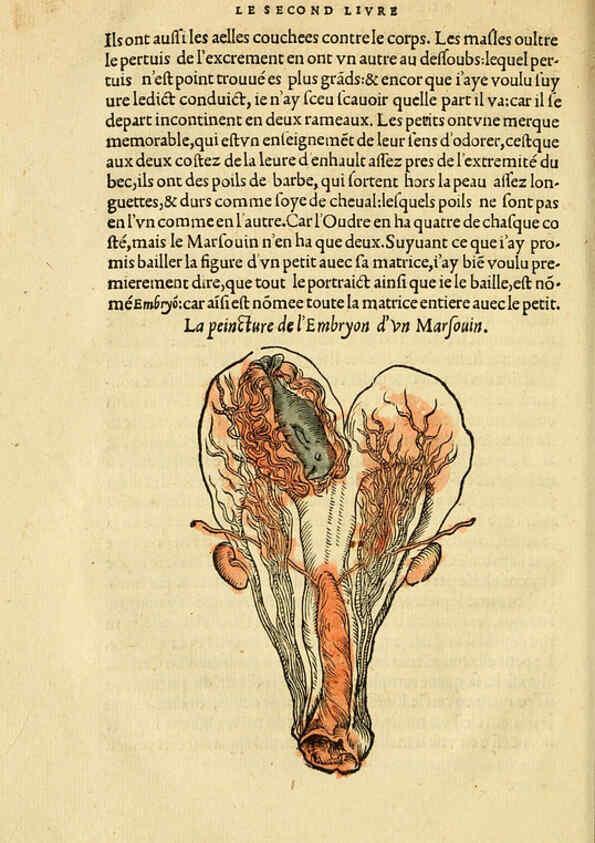 Reproducción/Reproduction 5998392937: L'histoire naturelle des estranges poissons marins A Paris :De l'imprimerie de Regnaud Chaudiere,1551