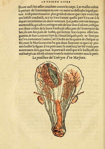 Reproducción/Reproduction 5998392937: L'histoire naturelle des estranges poissons marins A Paris :De l'imprimerie de Regnaud Chaudiere,1551