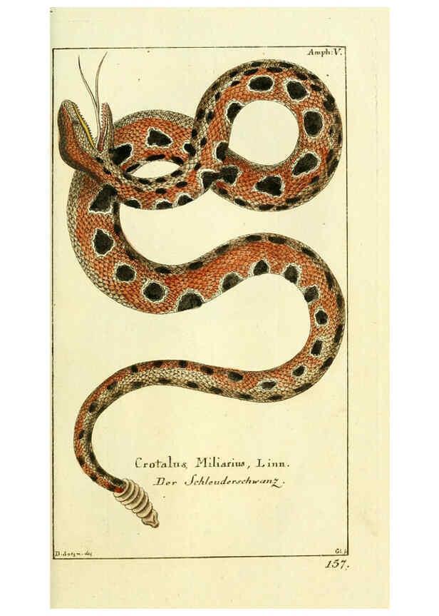 Reproducción/Reproduction 5987755391: Gemeinnüzzige Naturgeschichte des Thierreichs bd. 4 plates Berlin ;bei Gottlieb August Lange,1780-1789
