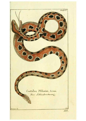 Reproducción/Reproduction 5987755391: Gemeinnüzzige Naturgeschichte des Thierreichs bd. 4 plates Berlin ;bei Gottlieb August Lange,1780-1789