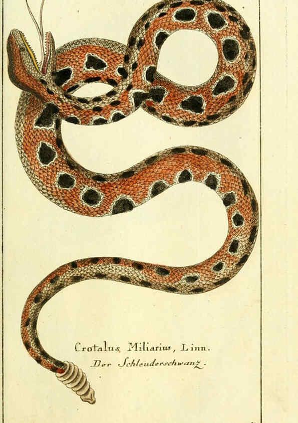 Reproducción/Reproduction 5987755391: Gemeinnüzzige Naturgeschichte des Thierreichs bd. 4 plates Berlin ;bei Gottlieb August Lange,1780-1789