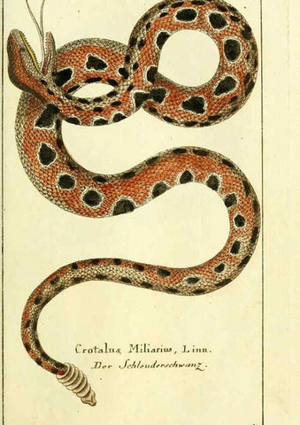 Reproducción/Reproduction 5987755391: Gemeinnüzzige Naturgeschichte des Thierreichs bd. 4 plates Berlin ;bei Gottlieb August Lange,1780-1789