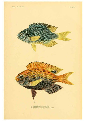 Reproducción/Reproduction 5998996100: The fishes of Samoa Washington,Government print off.,1906