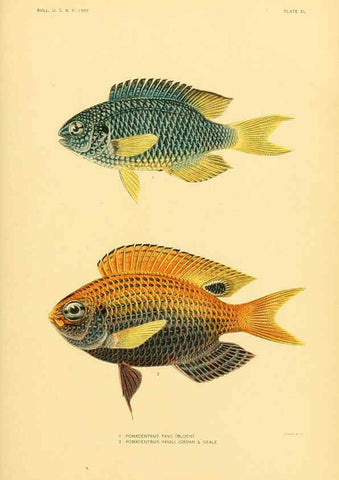 Reproducción/Reproduction 5998996100: The fishes of Samoa Washington,Government print off.,1906