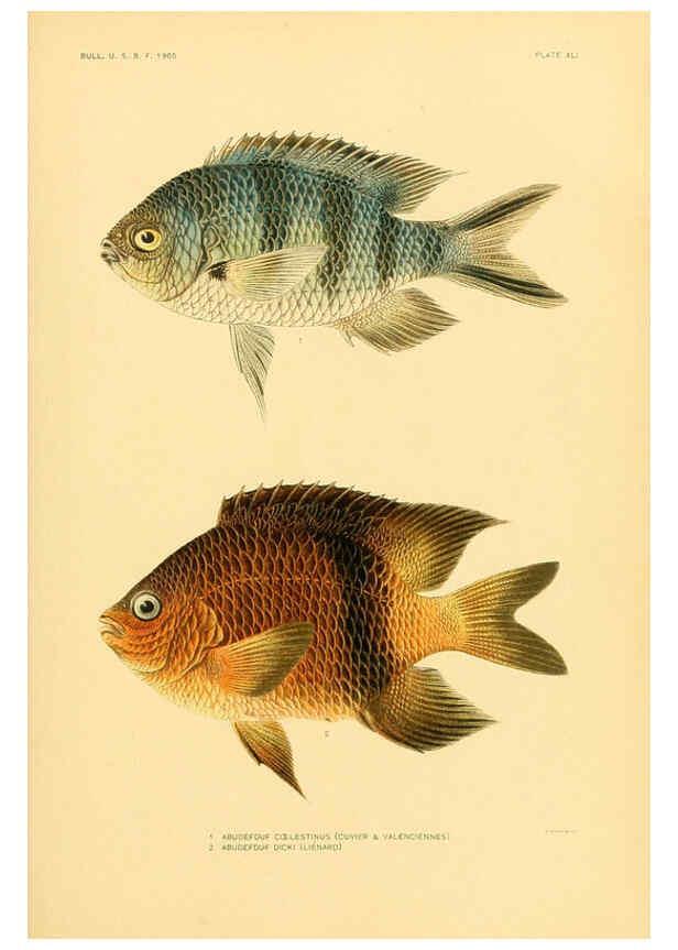 Reproducción/Reproduction 5998996704: The fishes of Samoa Washington,Government print off.,1906