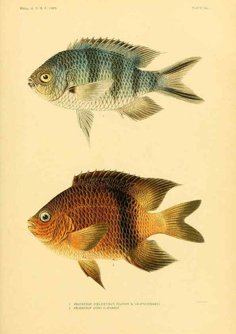 Reproducción/Reproduction 5998996704: The fishes of Samoa Washington,Government print off.,1906